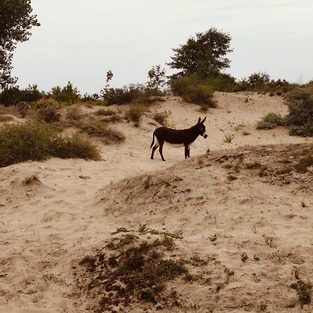 Donkey Dune *