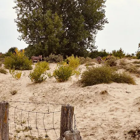 Donkey Dune Apartament *